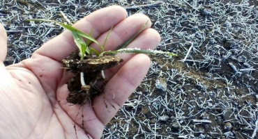 Když potřebujete zasít ozimou pšenici, míra spotřeby na hektar v kg a nejlepší podmínky